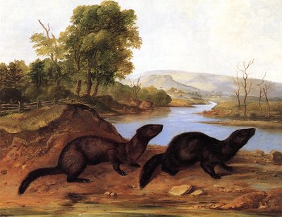 Visoni, c.1848 da John Woodhouse Audubon